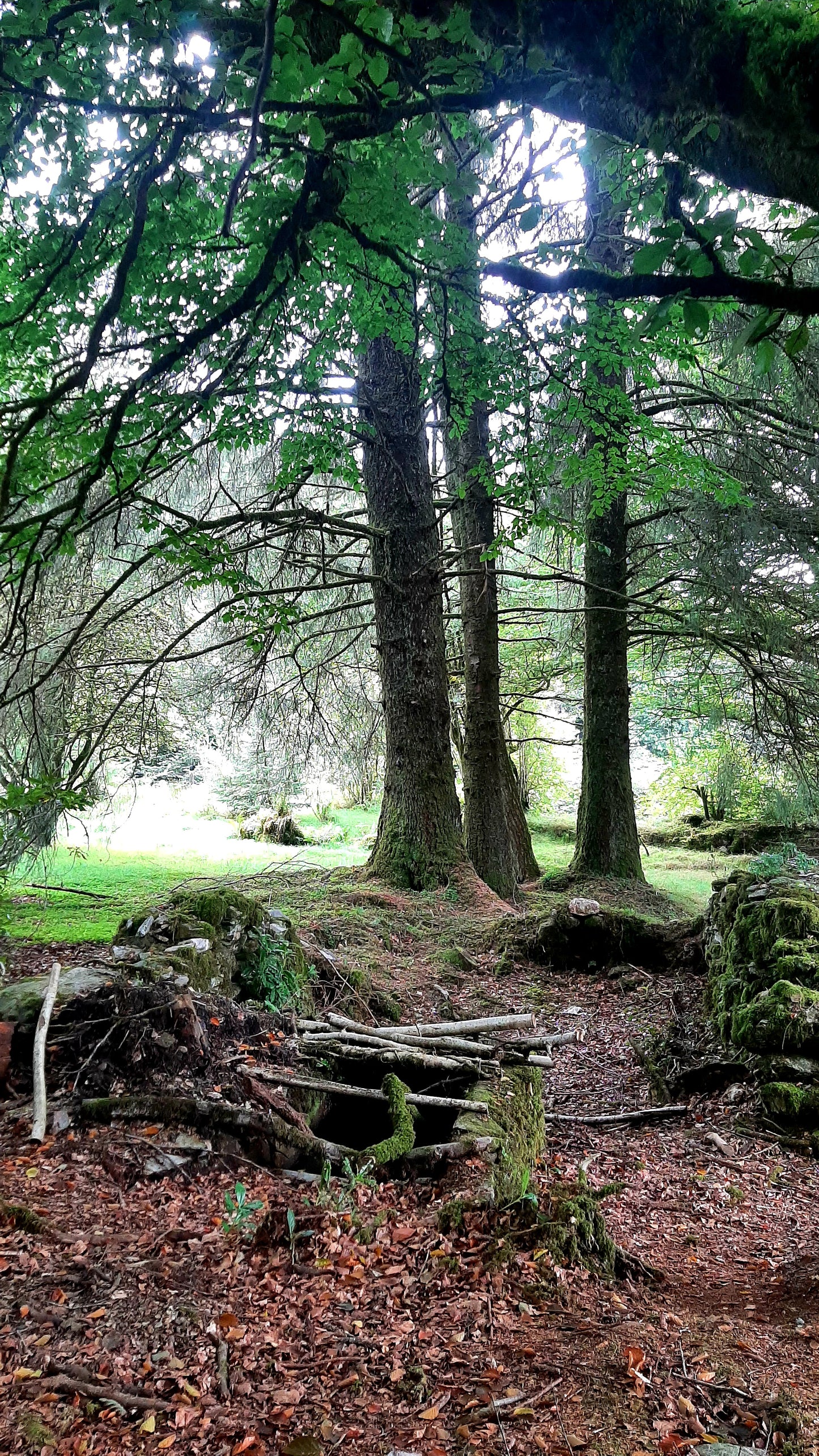 Eco Art Therapy Group